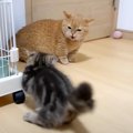 猫2匹の『初対面から仲良し兄弟になるまで』をまとめてみたら…成長し…