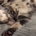 『ヘソ天爆眠中♡』の子猫ちゃんが可愛すぎませんか！