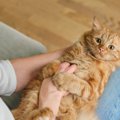 猫が『膝に乗る』ときの心理4つ！乗りたくなるタイミングも合わせて解説