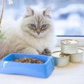 猫のフード「アボダーム」特徴や与え方、効果について