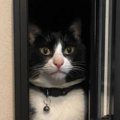 郵便ポストの扉を閉め忘れた結果→猫が……大爆笑必至の"まさかの光景&q…