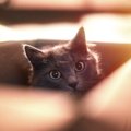 猫が『不安な思い』を抱えているサイン5選　見られやすい行動や和らげるた…