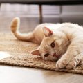 猫を『不機嫌』にさせてしまう飼い主のNG行動４つ