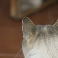 猫に名前を覚えさせる４つの方法