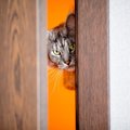 猫が『ストーカー』になるとどうなる？3つの行動と原因・対処