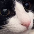 猫が飼い主に捕まってしまった結果→不満そうに鳴いて…『お喋りが止まらな…