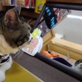 鏡に映った自分の姿！猫ちゃん気付かず見ないフリ？