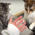 パンチ炸裂！戯れる猫ちゃんと押しのける猫ちゃん