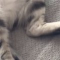 絨毯の上で『お昼寝していた猫』→お腹を天井に向けて…とっても無防備…