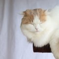 猫の『まばたき』の回数が少ない理由3つ　人との構造の違いや頻度が多いと…