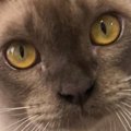 猫が家にやってきた当初と現在を比較したら…まるで芸術品『美しすぎるビフ…