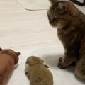 猫のとなりに『カワウソのぬいぐるみを２つ』並べた結果…可愛すぎて笑…