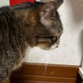 『道路標識』の大きさを伝えようと、愛猫と比較してみた結果…予想外の『シ…
