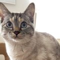 いくらなんでもそれは…！箱にinしたい猫さんが話題♡