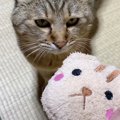 『枕が好きな元野良猫』に猫用の枕をあげたら…思わずニヤける『可愛す…