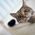 猫も『人を見下す』ことがある？5つの仕草・行動