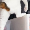 押し入れの中に『こっそり侵入しようとしていた猫』→『登り方』が……衝…