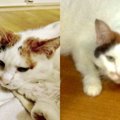 骨盤骨折し瀕死状態だった愛猫…温かいおうちで“お姫様”へ成長！