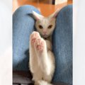 飼い主さんの膝の上で甘えていた猫が…まさかの『段々と遠くなっていく光景…