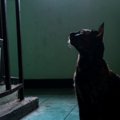 猫の目には『幽霊が見えている』と言われる理由4つ　本当に見えるの？不思…