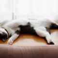 猫が『死んだふり』をみせる理由3つ　避けたいことがある？動かなくな…