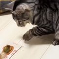 おもちゃを持って行った猫→前が見えなくなって…『可愛すぎる瞬間』に…