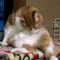 猫が毛づくろいするときの意外な気持ち５つ