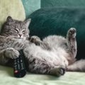 「部屋が寒いよ～」自分でエアコンのスイッチを入れる猫の動画が人気…