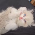 雨の夜、『ドブで鳴いていた赤ちゃん猫』を保護した結果…夫婦をメロメロに…