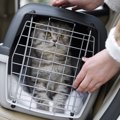 猫を『車に乗せるとき』の注意点4選　道中危険がないように取るべき対策