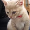 ごはんを食べ終えた子猫→飼い主の『膝の上』でくつろぎ始めると…尊すぎる…