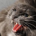 猫が『ネガティブな感情』を抱えている鳴き方4選　声から読み取れる気…