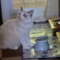 猫に必要な栄養素とは？必要な『６大栄養素』をご紹介！