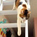 帰宅したら、ロフトで寝ていた猫が…あまりにも愛おしい『おかえりなさ…