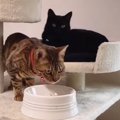 他の猫にご飯を食べられても穏やかな黒猫さんがカワイイ