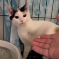 『さわれないから』と返されてしまった子猫の姉妹が、３週間後……驚く…