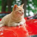 梅雨の時期も「猫バンバン」が必要な理由