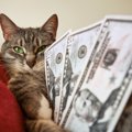 猫を飼うのにかかる費用は？初期費用・1ヶ月・一生のお金を解説