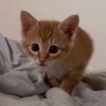 そろりそろりと近づいてくる子猫→『飼い主が起きていると気付いた』次…