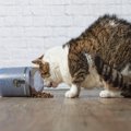 猫が食べすぎてしまう『危険な過食』の原因3つ　病気の可能性から対処法ま…