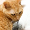 仲良くくっつきながら寝る２匹の猫→おしりに顔を乗っけて…微笑ましい光景…
