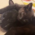 『大好きな先住猫』が眠っていると、子猫がぴったり寄り添い始めて…あまり…