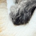ドーナツ型の『キャットハウスにいた猫』→左足だけ外に出ていて…飼い主困…