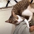 『かまって！！』あの手この手でアピールする猫ちゃんの姿が可愛い♡