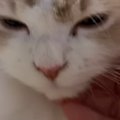 気持ちよさそうに撫でられていた猫→突然、『表情が変化』して…笑ってしま…