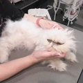 『もし自分に何かあったら、猫は…』亡き友人との『最後の約束』を果たす様…