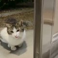 連日家の前に現れるようになった猫→野良なのか分からず『手紙をつけてみた…