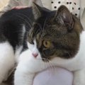 飼い主さんの妹さんに甘えてとろけた猫ちゃんたち♡