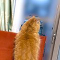 外を眺める猫の後ろ姿を撮影したら…様子のおかしい『低級悪魔が映り込んだ…