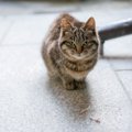 猫に『トラウマ』を植え付けるNG行為6選　絶対にやってはいけない理由や起…